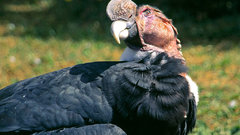 Andean condor bird