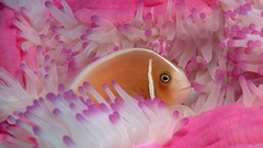 Anemonefish uggest com