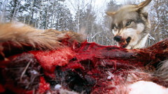 Angry wolf hunting Animals