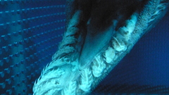 Anguineus mouth and teeth