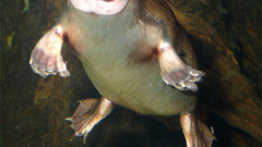 Animal Animals platypus