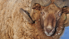 Animal Animals sheep ram