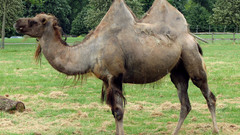 Animal bactrian camel chameau
