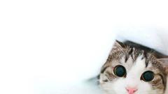 Animal cat cats Kitty high pets Resolution