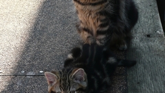 Animal cat cats Kitty high pets Resolution