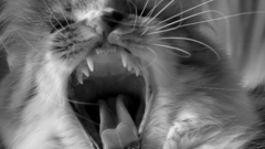 Animal cat cats Kitty roar high pets Resolution
