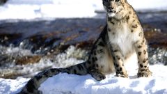 Animal cat cats Wild better 1920x1200 version