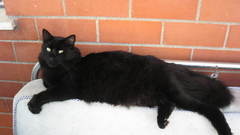 Animal cat hay guys!