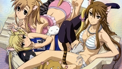 Animal ears nyan koi