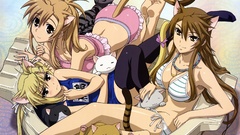 Animal ears nyan koi