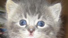 Animal fluffy Kittens kitten