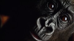 Animal gorilla young high