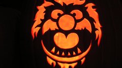 Animal one The kennedy reasons