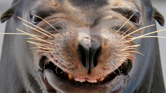 Animal seal murder face