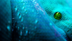 Animal snake blue reptile