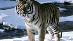 Animal tigre Animals tiger