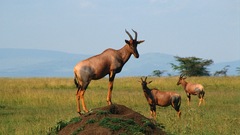 Animals Africa antelope