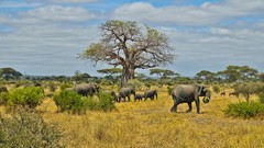 Animals Africa elephants wild animals wildlife baby elephant 