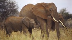 Animals Africa elephants wildlife baby elephant baby animals 