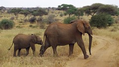 Animals Africa elephants wildlife baby elephant baby animals 