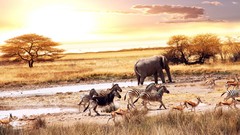 Animals Africa elephants zebras savanah
