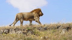 Animals Africa Lions african Tanzania