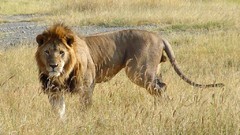 Animals Africa Lions african Tanzania