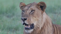 Animals Africa Lions safari
