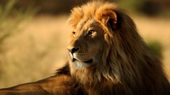 Animals Africa Lions safari documentary