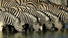 Animals Africa zebras drinking