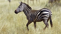 Animals Africa zebras wildlife Wild Africa