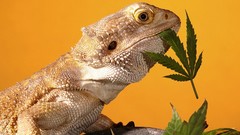 Animals agama marijuana raptors