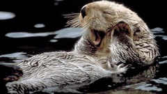 Animals Alaska funny national geographic Otters