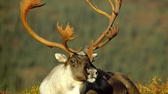 Animals Alaska male caribou