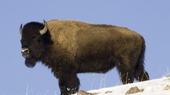 Animals American national park buffalo yellowstone