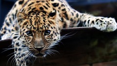 Animals amur leopard