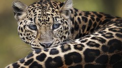 Animals amur leopard