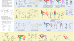 Animals anatomy artwork how-tos