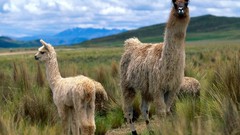 Animals andes llama