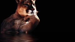 Animals Animatrix cougars animal