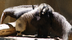 Animals anteater