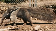 Animals anteater