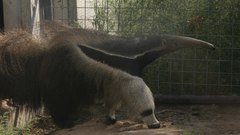 Animals anteater