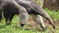 Animals anteater