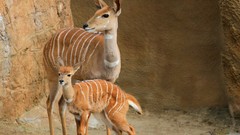 Animals antelope baby animals