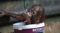 Animals ape orangutans