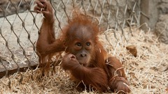 Animals apes baby animals orangutans