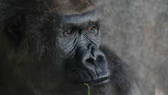 Animals apes gorillas monkeys