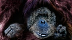 Animals apes orangutans