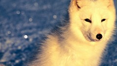 Animals arctic fox
